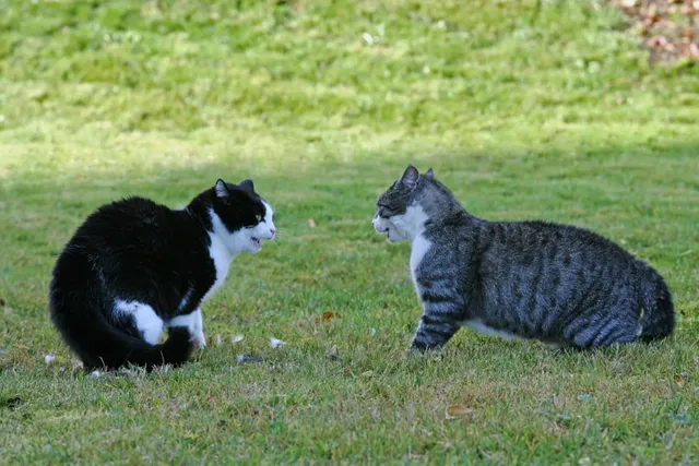 How to Detect and Prevent a Cat Attack: 4 Signs & Prevention Tips