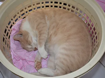 Why Do Cats Like Clean Laundry? 4 Vet-Reviewed Reasons
