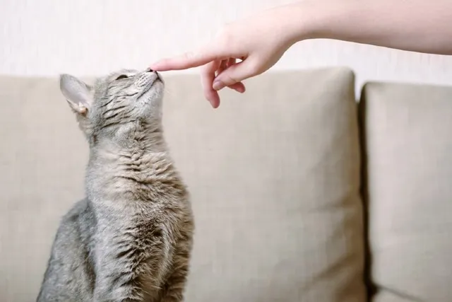 How to Train Your Cat: Vet-Approved Cat Training Guide