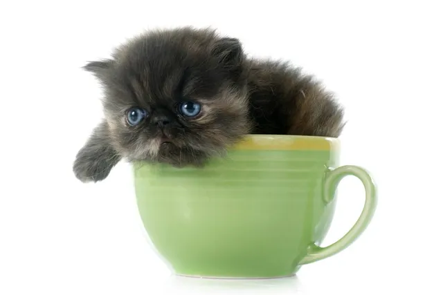 Teacup Persian Cats: History, Ethics, & Facts