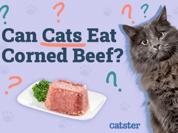 Can Cats Eat Corned Beef? Vet Approved Risks & Nutritional Information