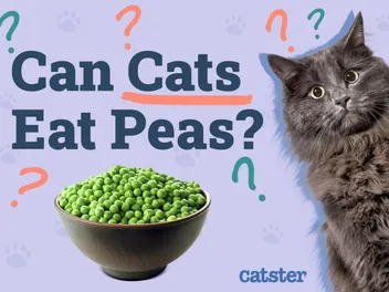 Can Cats Eat Peas? Vet-Reviewed Facts & FAQ