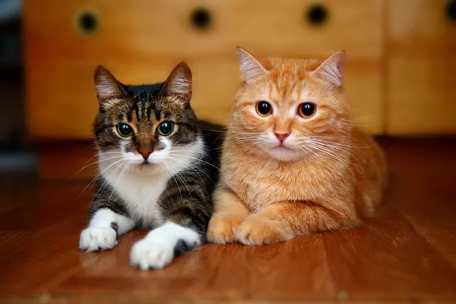 Do Cats Make Friends With Other Cats? Vet-Reviewed Feline Social Behavior