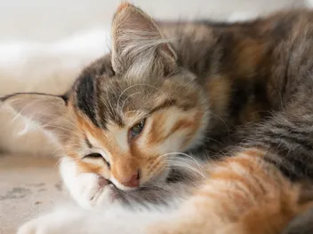Multiple Myeloma in Cats: Our Vet Explains Signs, Causes & Treatment
