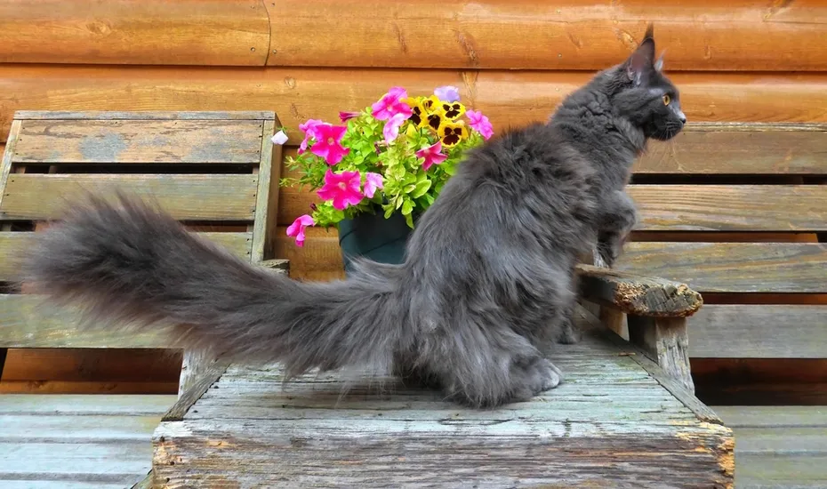 blue-smoke-maine-coon-outdoor