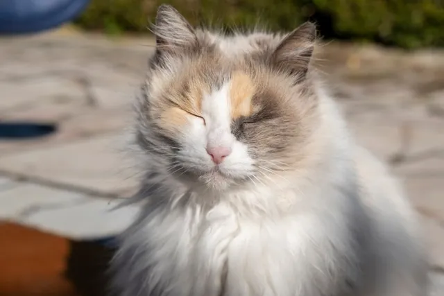 Do Cats Blink Like Humans Do? Vet-Reviewed Facts & FAQ