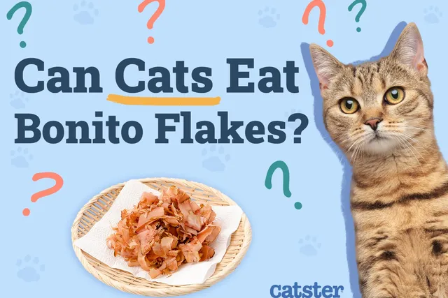 Can Cats Eat Bonito Flakes? Vet-Approved Facts & Benefits