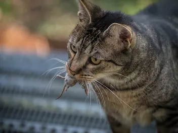 Working Cats: Felines That Have Important Jobs & How to Have One