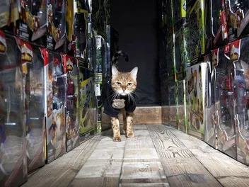 We Talk to Lisa Rogak About Her Book "Cats on the Job"