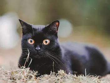 Why Do Some Black Cats Have Orange Eyes? Vet Approved Facts & FAQ