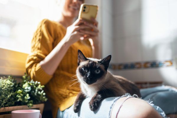How to Make My Cat TikTok Famous: 8 Tips to a Viral Craze