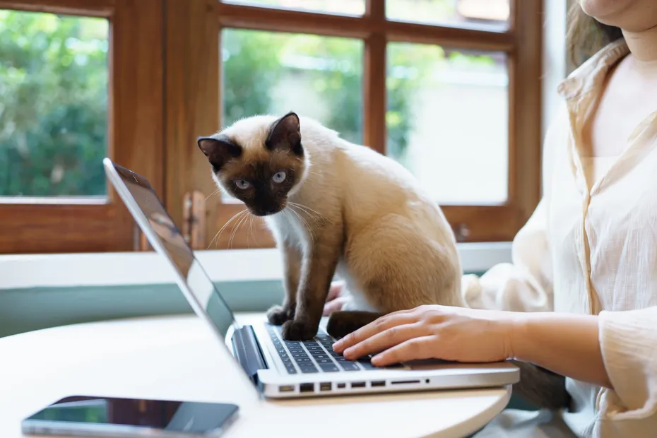 Animals cat acting like a human. Cat working at Laptop with siamese cat