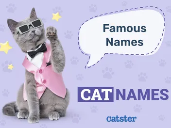 100+ Famous Cat Names: Great Ideas for Your Cool Cat