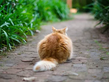 Why Do Cats Shake or Vibrate Their Tails? Vet-Verified Reasons Explained