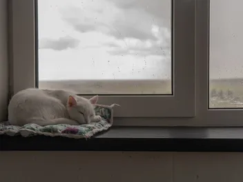 Cats and Tornadoes: 8 Vet-Reviewed Tips for Keeping Your Pet Safe