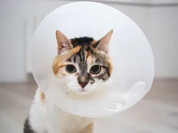 Will My Cat Have a Period After Being Spayed? 4 Signs Your Cat is in Heat