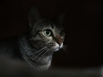 Can Cats Sense Earthquakes Before Humans? What Vet-Reviewed Science Tells Us