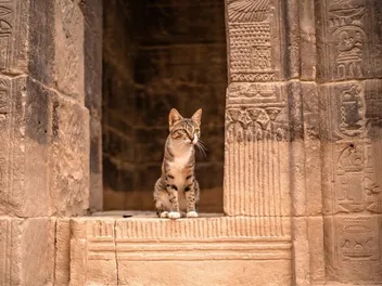 10 Historical Facts About Cats in Ancient Egypt