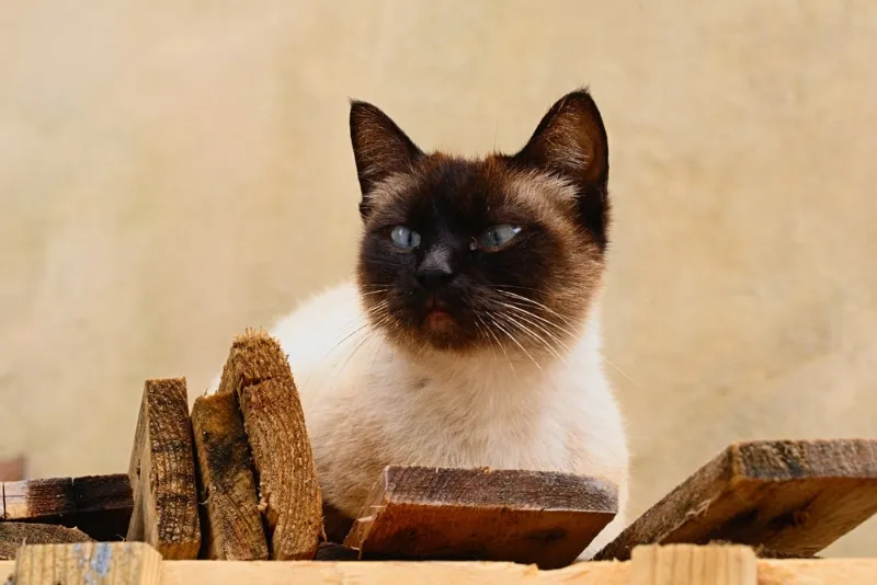 siamese cat with vitiligo - fading color on nose bridge
