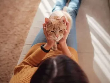 Can Cats Recognize Faces? Vet-Approved Science & Facts