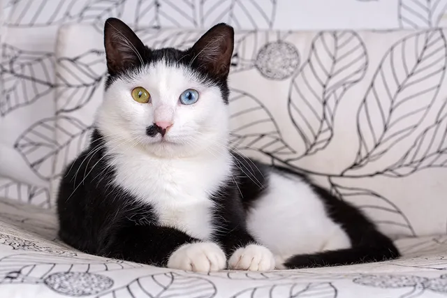 From War Heroes to Millionaires: 10 Fun Facts About Tuxedo Cats