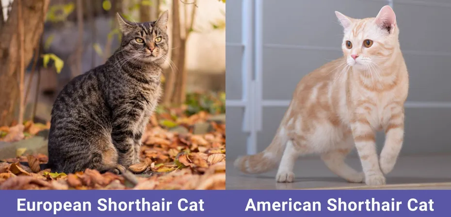 side by side European Shorthair VS American Shorthair