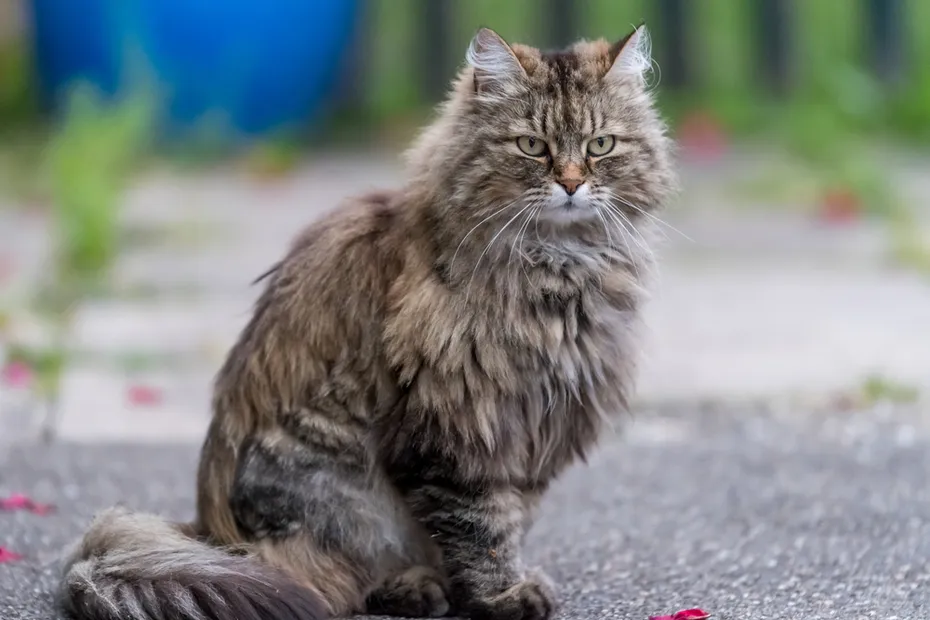 Gray fluffy cat sitting on a road Ragamuffin
