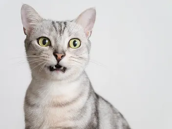 24 Medium-Sized Cat Breeds: Info, Pictures, Characteristics & Facts