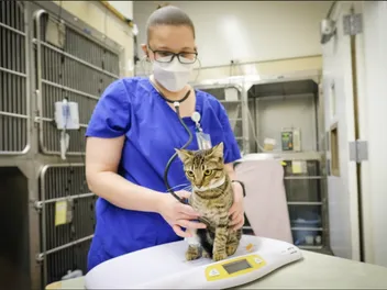 What Cats Can Teach Us About Long Covid