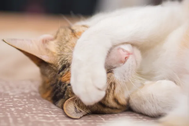 Why Do Cats Cover Their Face When They Sleep? 5 Likely Reasons (Vet-Verified)