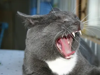Why Does My Cat Meow So Much? 6 Reasons (Vet Answer)