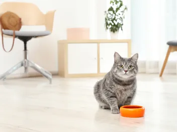 10 Best Cat Foods for Indoor Cats in 2026 - Reviews & Top Picks