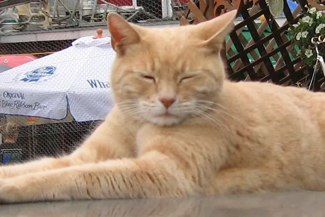 Cats in History: Mayor Stubbs
