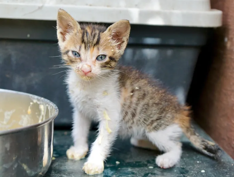 messy kitten after eating a big meal