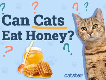 Can Cats Eat Honey? Vet-Reviewed Facts & FAQ