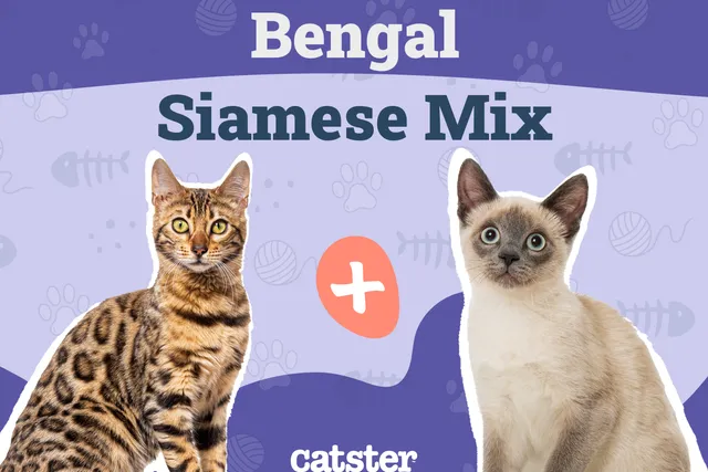 Bengal Siamese Mix: Info, Pictures, Care, Traits & More