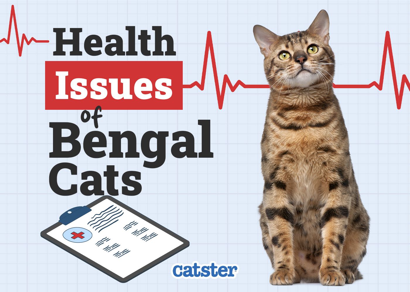 Catster_Health Problems of Bengal Cats