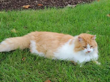 Domestic Longhair Cat Breed: Info, Pictures, Temperament & Traits