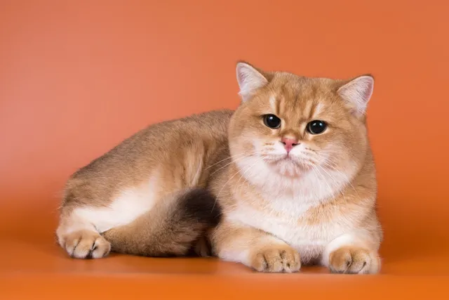 Golden British Shorthair Cat: Info, Pictures, Facts & History