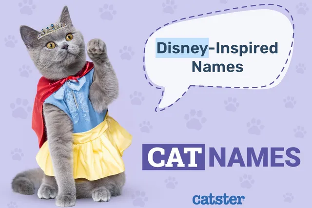 170+ Disney-Inspired Cat Names: Ideas for Your Animated & Magical Cat