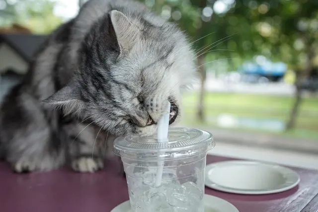 Why Do Cats Like Straws? 6 Likely Reasons