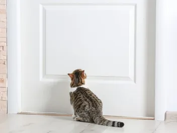 10 Do's & Don'ts of Confining a Cat to a Room at Night (Vet-Reviewed)