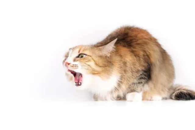 Do Cats Have a Gag Reflex? Facts, FAQ & What the Science Says