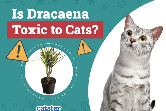 Is Dracaena Toxic to Cats? Vet-Reviewed Houseplants Examined