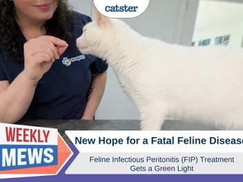 New Hope for a Fatal Feline Disease: Feline Infectious Peritonitis (FIP) Treatment Gets a Green Light