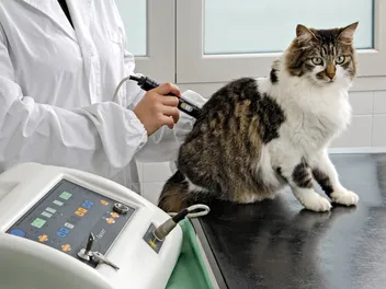 Does Laser Therapy for Cats Help With Pain? Vet-Reviewed Facts & FAQ