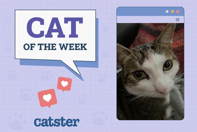 Catster Photo Contest: Cats of the Week Winners (January 8, 2026)