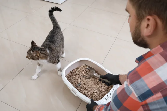 How to Clean a Cat Litter Box: Our Vet Explains (With 10 Easy Steps)