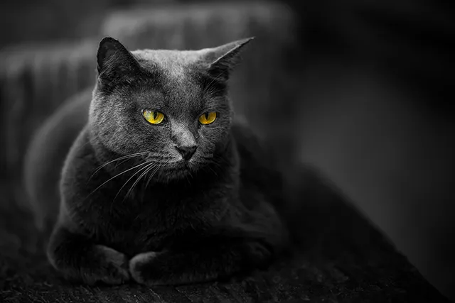 12 Creepy Cat Facts That Some People May Find Disturbing!