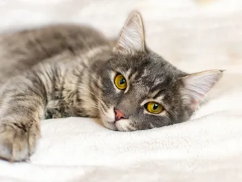 According to Vets, Most Owners Miss These Signs That a Cat is Sick